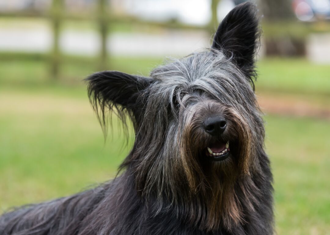 #42. Skye terriers